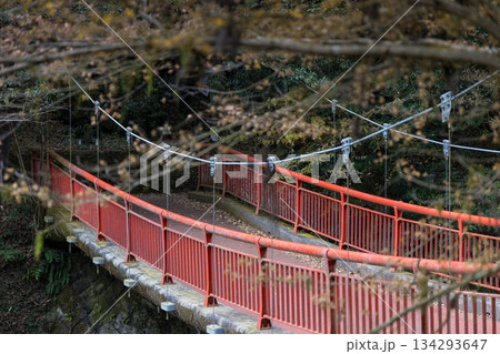 晩秋の菊池渓谷遊歩道 134293647