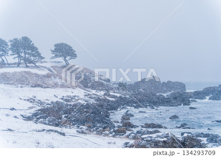 「青森県」雪景色の中須賀海岸　種差海岸 134293709