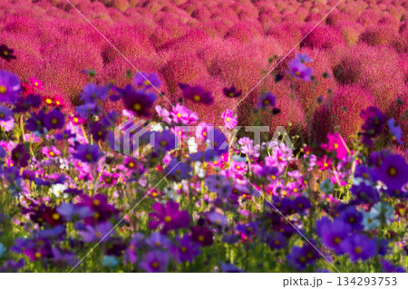 花夢の里 (07) 134293753