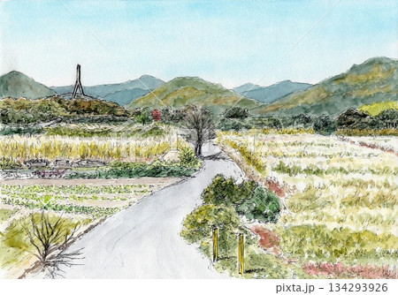 冬の枯野 134293926