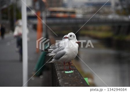 柏尾川に飛来したユリカモメ 134294084