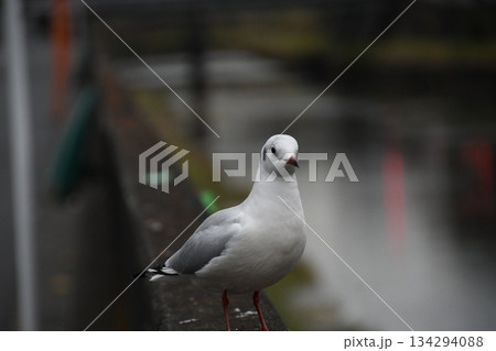 柏尾川に飛来したユリカモメ 134294088