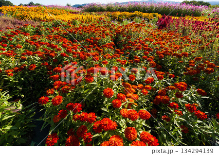 花夢の里 (48) 134294139