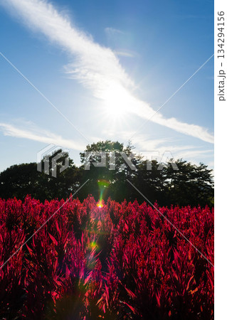 花夢の里 (21) 134294156