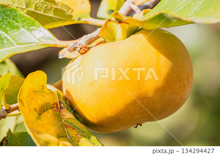 森町の治郎柿原木(静岡県) 森町の治郎柿原木(静岡県) 134294427