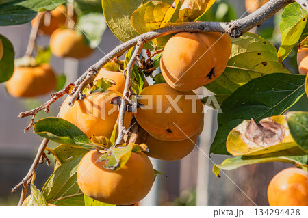 森町の治郎柿原木(静岡県) 森町の治郎柿原木(静岡県) 134294428
