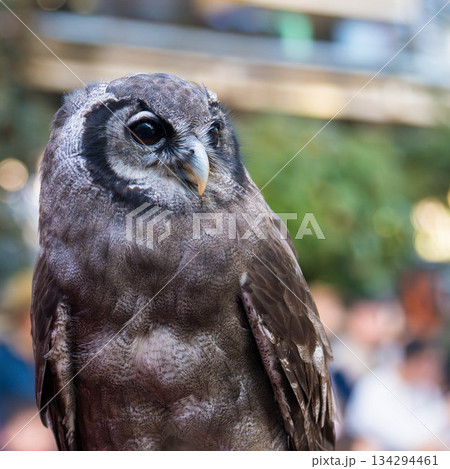 松江フォーゲルパーク (02) 134294461