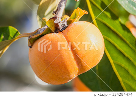 森町の治郎柿原木(静岡県) 森町の治郎柿原木(静岡県) 134294474