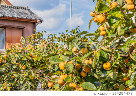 森町の治郎柿原木の風景(静岡県) 森町の治郎柿原木の風景(静岡県) 134294478