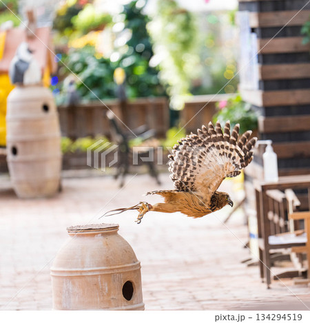 松江フォーゲルパーク (13) 134294519