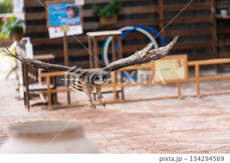 松江フォーゲルパーク (25) 134294569