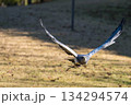 松江フォーゲルパーク (30) 134294574