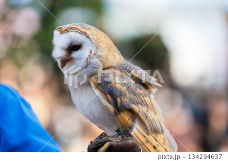 松江フォーゲルパーク (35) 134294637