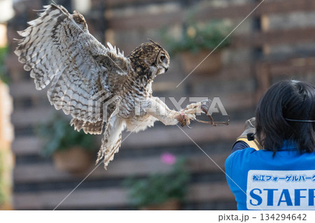 松江フォーゲルパーク (39) 松江フォーゲルパーク (39) 134294642