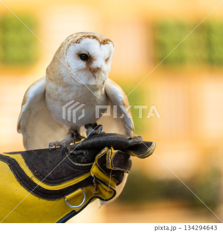 松江フォーゲルパーク (40) 134294643