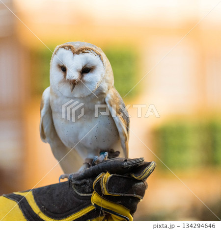 松江フォーゲルパーク (43) 134294646