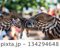 松江フォーゲルパーク (31) 134294648