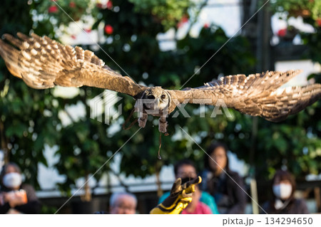 松江フォーゲルパーク (33) 134294650