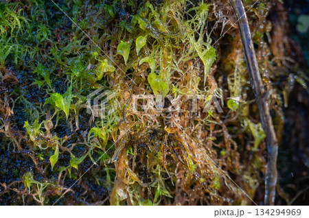 岩清水と濡れた水苔【長野県】 134294969