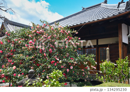 京都　地蔵院（椿寺）五色八重散椿（京都府京都市北区） 134295230