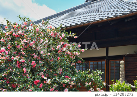 京都 地蔵院(椿寺)五色八重散椿(京都府京都市北区) 京都 地蔵院(椿寺)五色八重散椿(京都府京都市北区) 134295272