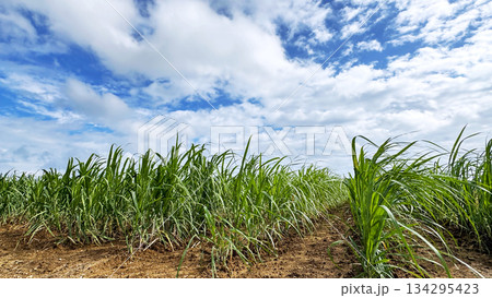 沖縄の風景　さとうきび畑 134295423