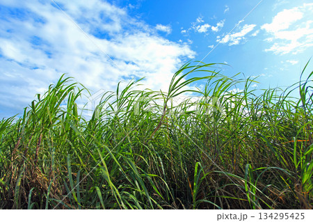 沖縄の風景 さとうきび畑 沖縄の風景 さとうきび畑 134295425