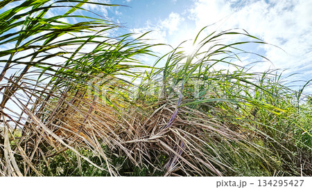 沖縄の風景　さとうきび畑 134295427
