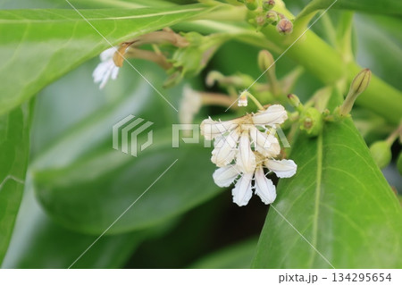 南国のクサトベラの白い花 134295654
