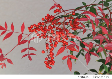 晩秋の庭に実る赤い実と紅葉した赤い葉のナンテンの木 134295659