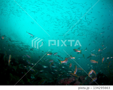 青い海と魚たち 134295663