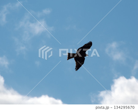 空を飛ぶトビ 空を飛ぶトビ 134295670