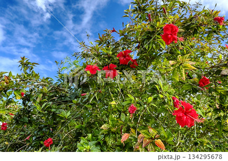 沖縄　青い空と赤いハイビスカスの花 134295678