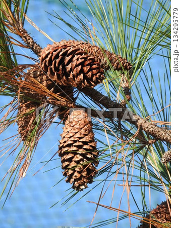 テーダ松の大きな松ぼっくり 134295779