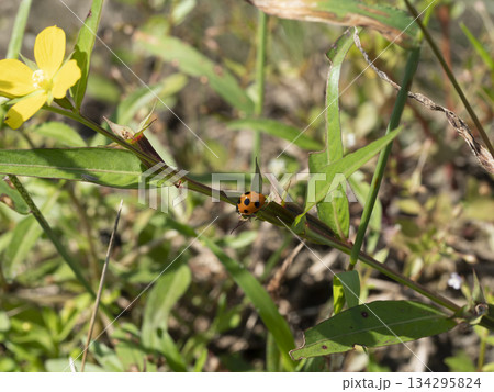 野原の草に止まるテントウムシ 野原の草に止まるテントウムシ 134295824