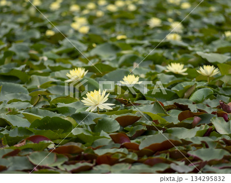 池に咲いた睡蓮の花 134295832