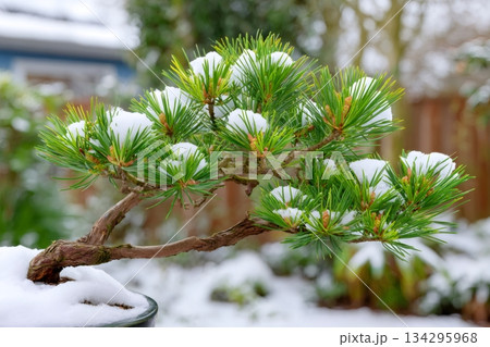 Bonsai pine tree branches covered in fresh snow 134295968