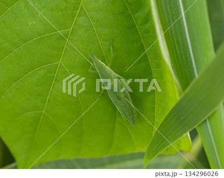 葉に止まるオンブバッタ 134296026
