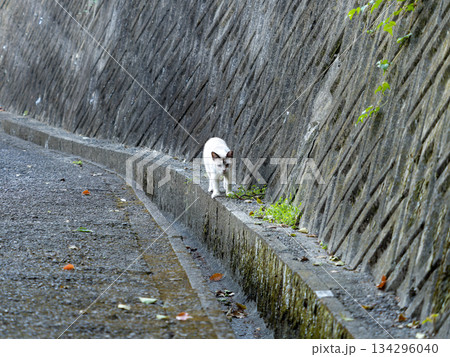 壁沿いを歩く地域猫 134296040