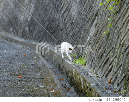 壁沿いを歩く地域猫 134296041