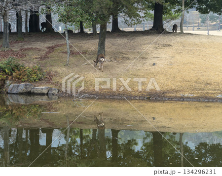 奈良公園の三社託宣池と鹿 134296231