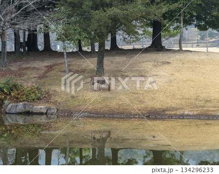 奈良公園の三社託宣池と鹿 奈良公園の三社託宣池と鹿 134296233