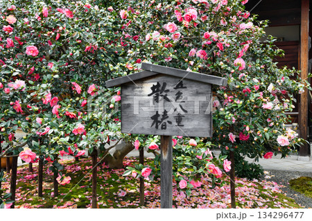 京都　地蔵院（椿寺）五色八重散椿（京都府京都市北区） 134296477