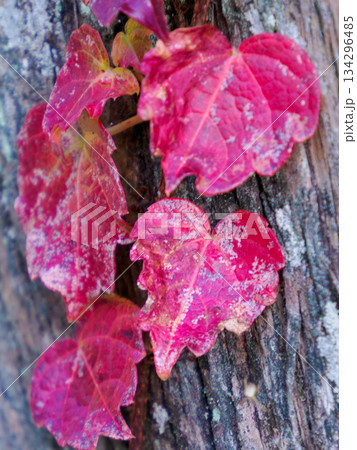 冬の樹皮に残る赤いツタの葉 Red Ivy Leaves in Early Winter 134296485