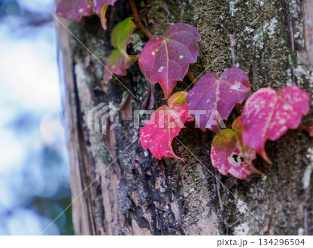 冬の樹皮に残る赤いツタの葉 Red Ivy Leaves in Early Winter 冬の樹皮に残る赤いツタの葉 Red Ivy Leaves in Early Winter 134296504