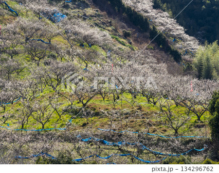 梅の花が咲く南部梅林 梅の花が咲く南部梅林 134296762
