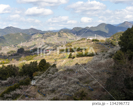 梅の花が咲く南部梅林 梅の花が咲く南部梅林 134296772