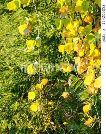冬の入口で輝く黄葉 Soft Yellow Leaves at the Edge of Winter 冬の入口で輝く黄葉 Soft Yellow Leaves at the Edge of Winter 134296858