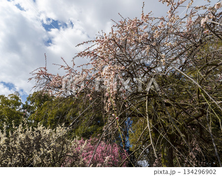 梅が咲いた道明寺天満宮梅園の風景 134296902