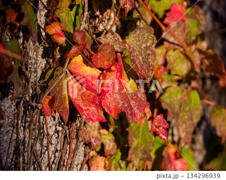 冬光を浴びるツタの紅葉 Ivy Leaves Bathed in Winter Sunlight 冬光を浴びるツタの紅葉 Ivy Leaves Bathed in Winter Sunlight 134296939